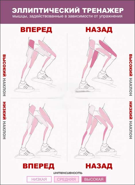 Эллиптический тренажер на какие группы мышц действует фото